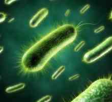 Бактерии за почистване на септични ями и септични ями