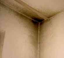 Борба гъби и мухъл в апартамента, причините за мухъл, премахването на мухъл по стените