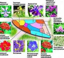 Дизайн на цветна градина дизайн, идеи, снимки Как да направите цветна градина във вашата къща Как…