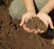 Основата на различни видове почви - puchinistom почва, блато, пясък, глина