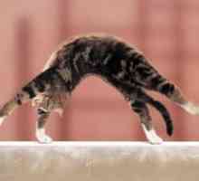 Гимнастика за котки - зареждане на котка - всичко за котки и котки