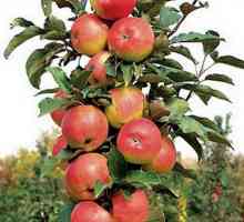 Засаждане на ябълкови дървета, отглеждане и грижи