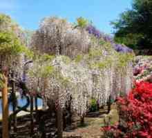 Японски цветя в ландшафта на страната парцел съвети за избор