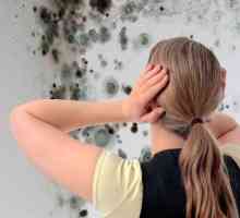 Как да се отървете от мухъл по стените в апартамента