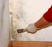 Как да премахнете гъби по стените