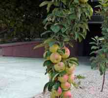 Колонообразно ябълково дърво Засаждане, отглеждане и грижи