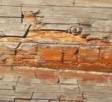 Короятен бръмбар в дървена къща как да се отървете от паразитите