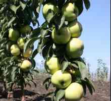Засаждане на колонови ябълкови дървета