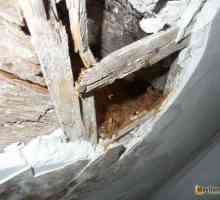 Ремонт на дървени греди на тавана със собствени ръце, реставрация, реставрация, реконструкция на…