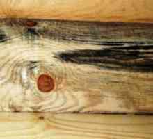 Отстраняване на мухъл по стените и причини за появата на гъбички