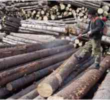 Средствата за защита на дървесина от вредители избират най-ефективната помощ