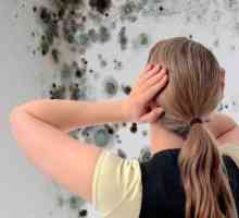 Унищожаване на мухъл и гъби по стените на превенцията, средства за защита