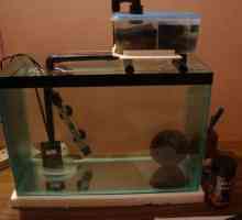 Външен филтър за аквариума със собствените си ръце Как да сглобим филтър за аквариум
