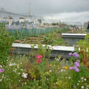 10 Мотиви за направата на градина на покрива