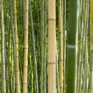 Бамбук в интериора