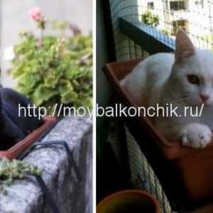 Как да се гарантира безопасността на котките на балкона