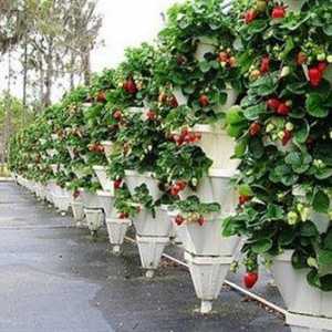 Засаждане на ягоди по вертикален начин, еднопосочно и двупосочно, в тръби, колела, видео, снимка