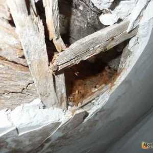 Ремонт на дървени греди на тавана със собствени ръце, реставрация, реставрация, реконструкция на…